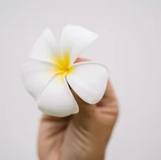 Main tenant une fleur de frangipanier blanche