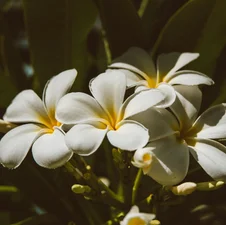 Bouquet de fleurs de frangipanier blanches
