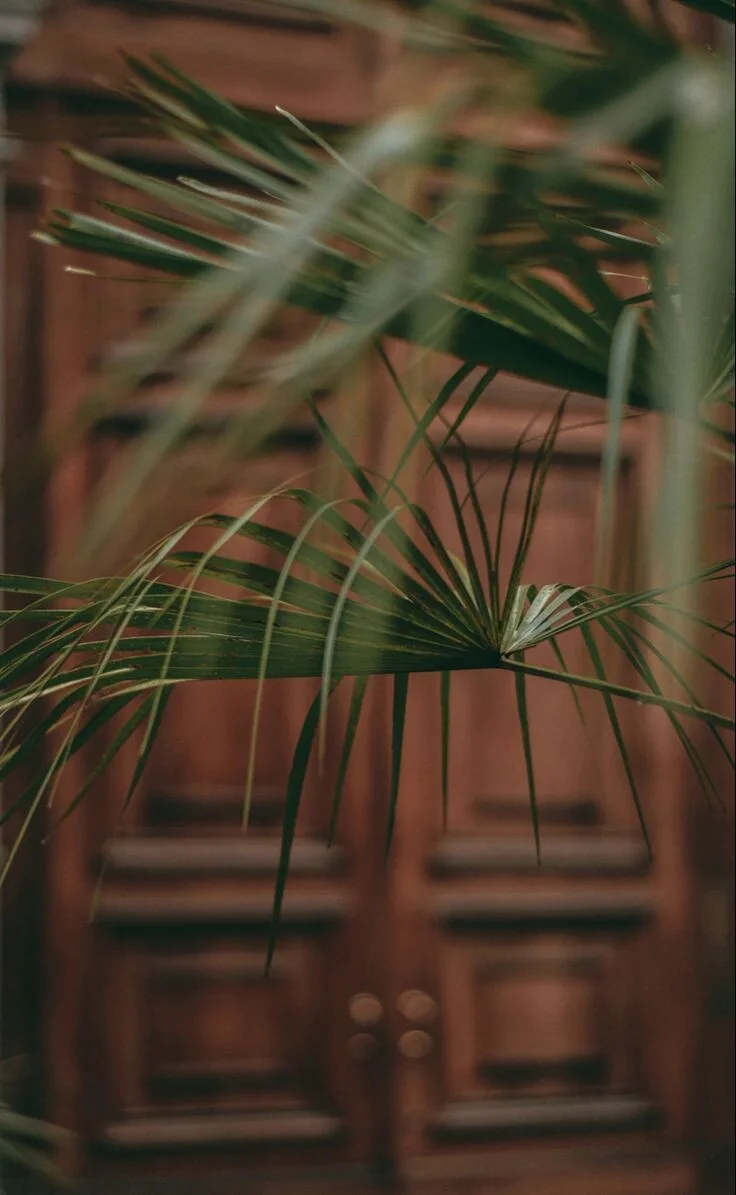 Feuilles de palmier devant une porte en bois